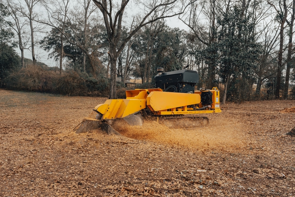 close,up,stump,grinding,large,tree,stump